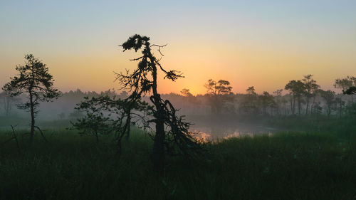 Warm sun sunrise in swamp landscape, foggy bog with summer colors, natural swamp vegetation