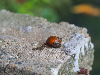 Close-up of ladybug on leaf