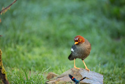 Close-up of bird perching on wood