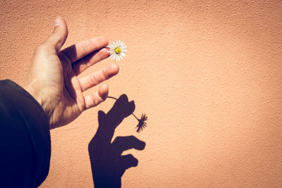 Midsection of person holding flower against wall