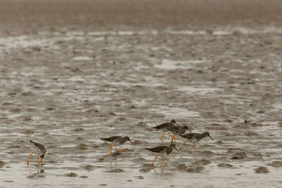 Birds perching on a land