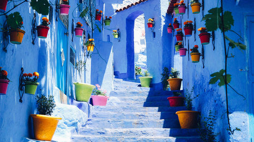 Potted plants on steps during sunny day