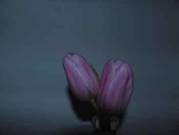 Close-up of purple flower