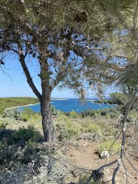 Trees on field against sky