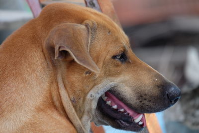 Close-up of a dog looking away