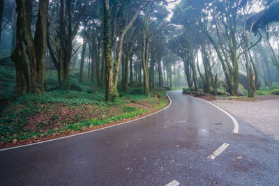 Road amidst trees in forest