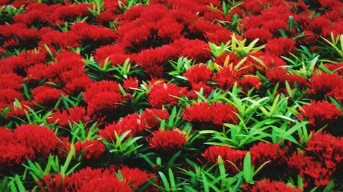 Full frame shot of red flowers blooming in field