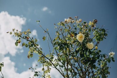 Low angle view of flowering plants against sky