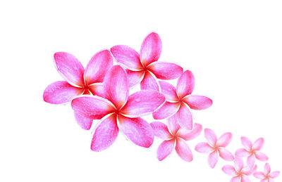 Close-up of pink flowering plant against white background