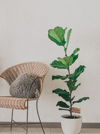 Modern rattan chair with fiddle fig plant