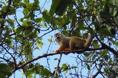 Low angle view of monkey on tree