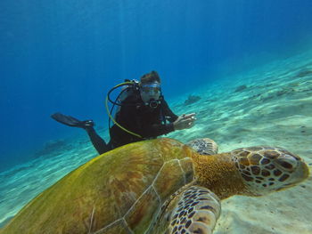 High angle view of turtle swimming in sea
