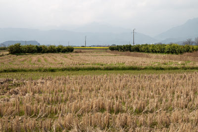 environment