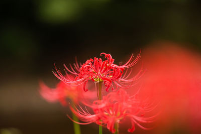 Close-up of red flowering plant