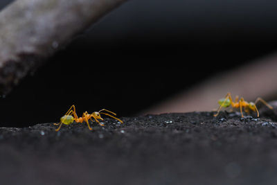 Close-up of ants on rock