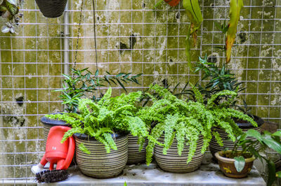 Close-up of plants