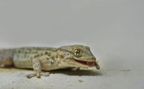 Close-up of a gecko eating his lunch