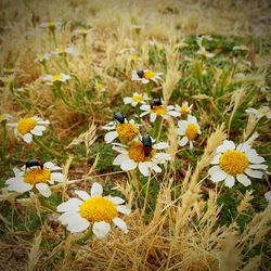 Close-up of yellow flower blooming in field