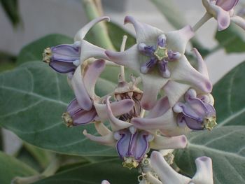 Close-up of purple flowering plant