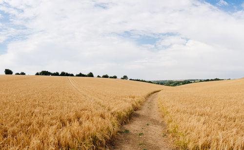 Scenic view of agricultural field against sky