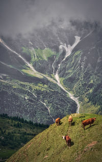 High angle view of cattle on mountain