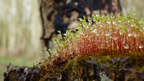 Close-up of moss growing on tree trunk