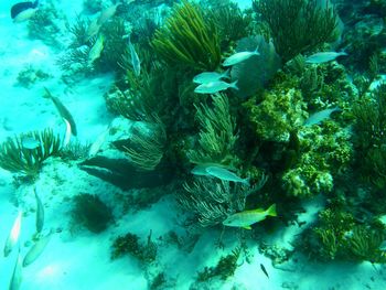 Fish swimming in sea