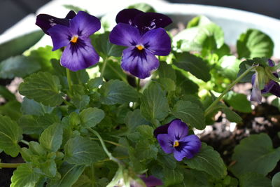 Close-up of purple flowering plants