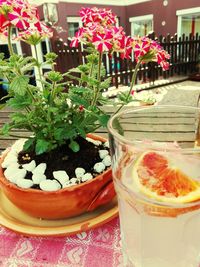 Close-up of potted plant