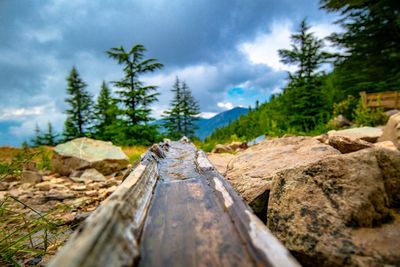 Surface level of wood in forest against sky