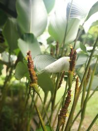 Close-up of insect on plant