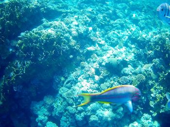 Fish swimming in sea