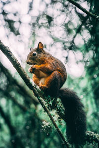 Squirrel on tree