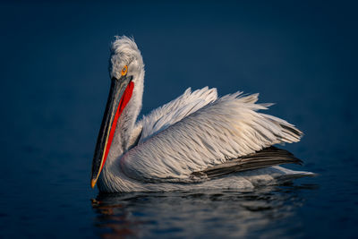 Close-up of pelican