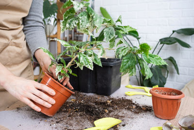 Midsection of woman holding potted plant