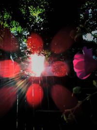 Close-up of flowers against blurred background