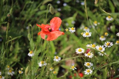 Close-up of red flowering plant on field