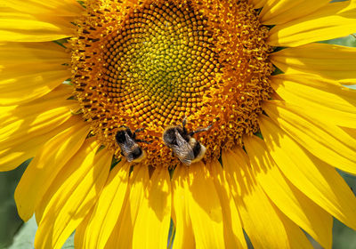 Close-up of honey bee on sunflower