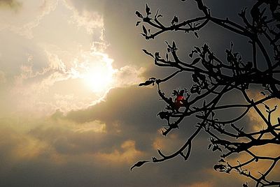 Low angle view of silhouette bird on tree against sky