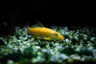 Close-up of fish swimming in sea