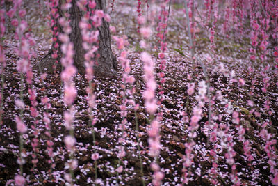 Close-up of purple flowering plants on field