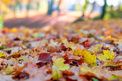 Close-up of autumn leaves