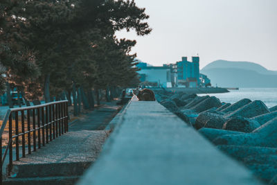 Cat sitting on retaining wall at beach against trees