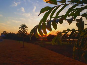 Plants growing on field against sky during sunset