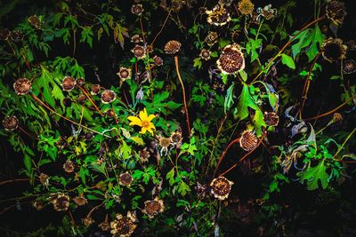 Close-up of plants