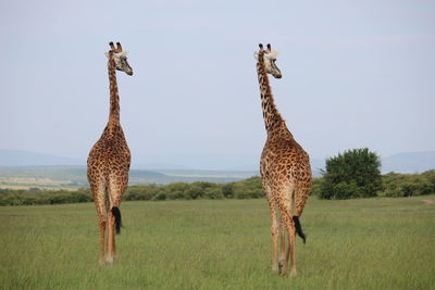 Giraffe standing on field against sky