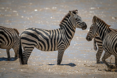 Plains zebra stands as others cross lake