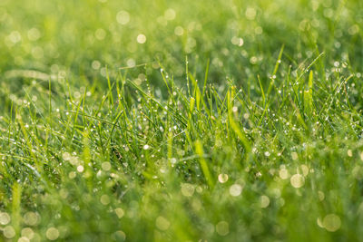 Full frame shot of wet grass