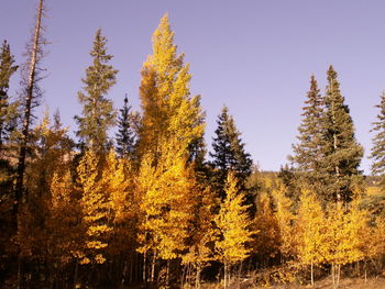 Scenic view of forest