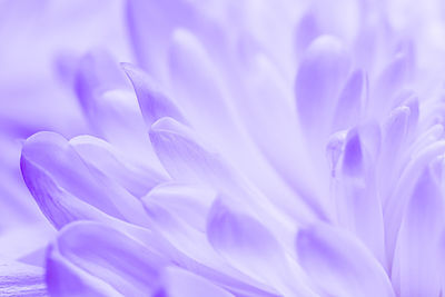 Full frame shot of pink flower